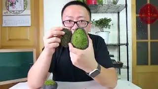 全世界最低等的植物，干透了还能起死回生 【坤哥玩花卉】