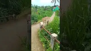 pemula lagi berusaha #alam #shorts #youtube #motivasi #rezeki