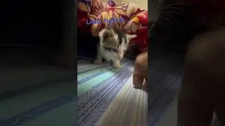 Little fighter #cat