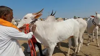 Committee prize milk teeth bulls at Chadchan