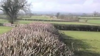 Ledbury BIG hedges