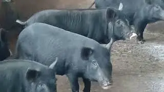Update sa native pigs | Shift from Organic to Grower Feeds | 1st Parity of Pietrain Mama Pig