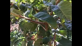 TRANSPLANT a GUAVA TREE into a CONTAINER