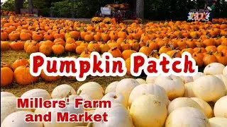 🍁🎃 🍁🎃 Pumpkin Picking at Miller&rsquo;s Farm | Fall Fun in Manotick, Ontario