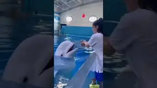 dolphin show#dolphin #dolphindiscovery #dolphinlove