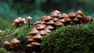 The Unseen. 5 Minute Nature Meditation: Imaginatory
