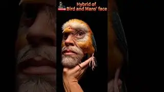 - 🦅 Man's Face Transformed: Exploring the Bird-Human Hybrid Phenomenon! #hailuoai