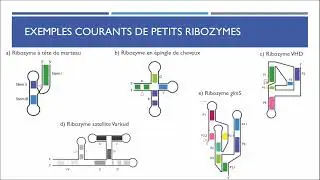 Les ribozymes