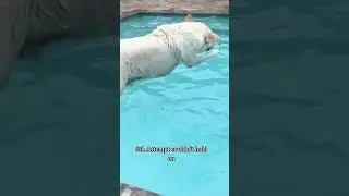 Funny Cute Dog keeps jumping in pool #shorts #Youtubeshorts #viral #viralshorts #shortsvideos