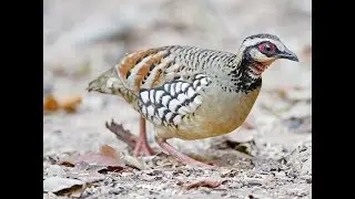 partridge birds,