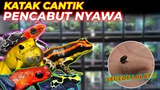 TERNAK KATAK BERACUN !! SATU KATAK BISA M3MBUN*H DUA EKOR GAJAH !! GOKIL !!