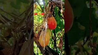 Tomato farming videos, tomato shorts videos, tamatar ki kheti, #viral #shorts #tomatoes #farming