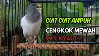 KENARI GACOR  Cuit CUIT BIRAHI SUARA Kenari MASTERAN TERBAIK UNTUK PANCINGAN & MASTERAN Kenari PAUD