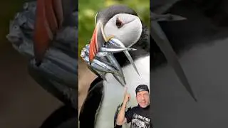 Тупик &ndash; это по сути рыба.