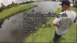 Peacock Bass Fishing in South Florida with Chris Licato and Roy Jacobs.
