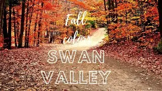 Fall Color Scenic Drive near Swan Valley | Fall Colors Beautiful Drive | Idaho Fall Colors 2020