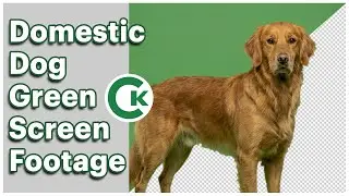 Domestic Dog Green Screen Footage | Chroma Key Animal Pack