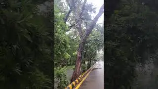 Rainy Day Vibes in Lahore 🌧️🌳|| #RainyDayVibes #LahoreMall3