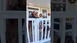 Мы встретили невероятную стаю собак на крыльце во Флориде! #собака #собаки