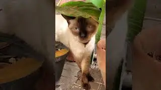 утренний посетитель#милаякошка#