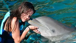SWIMMING With DOLPHINS In St Kitts! Pt 3 - Vlog - Nobo