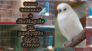 como conoser o distinguir un periquito doble factor