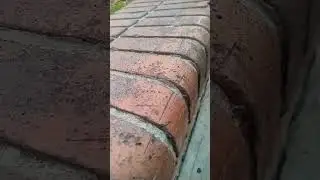 НАБЛЮДЕНИЕ ЗА МУРАВЬЯМИ