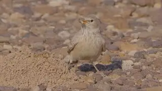 Desert lark spotted on ground and desert plant