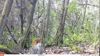 Chestnut-crowned Antpitta/Tororoi Comprapan (Grallaria ruficapilla) registrada mediante fototrampeo