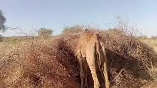 Hungry Camel