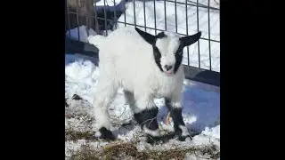 Jazzmin - Doeling