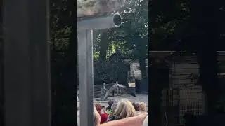 Vogelshow roofvogels #pairidaiza 