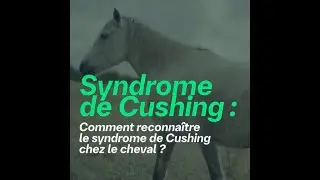 Comment reconnaître le syndrome de Cushing chez le cheval ?