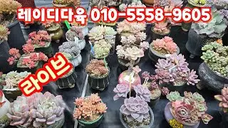 💥[1월 23일 라이브]레이디다육 010-5558-9605(카드결제가능)묵은둥이 군생들~♡