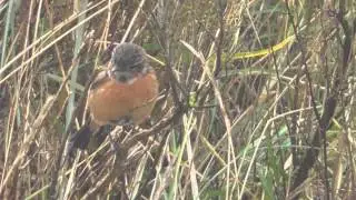 Stonechat bird RSPB Titchwell Marsh Norfolk UK 1feb15 147p