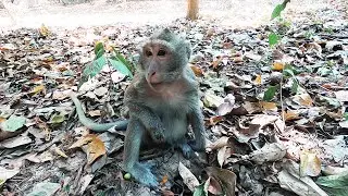 The update of monkey Cora. Cora's right hand after 3 weeks of being trapped got nearly cut
