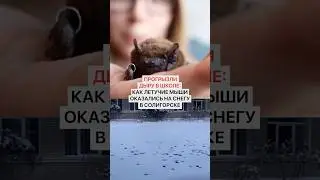 Прогрызли дыру в школе: как летучие мыши оказались на снегу в Солигорске