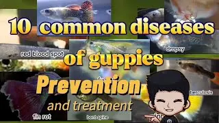 10 TYPE OF GUPPY DISEASE PREVENTION AND TREATMENT