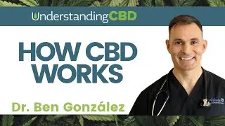 How CBD works | Episode 64 | Endocannabinoid System | @UnderstandingCBD