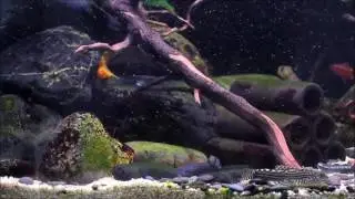 Gobies Playground