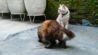 dua kucing bersantai @deniwans