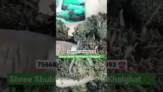 Vermi-Culture 🪱 #shorts #vermicompost #organic #ssao #earthworm #compost #homegarden #gardening #yt