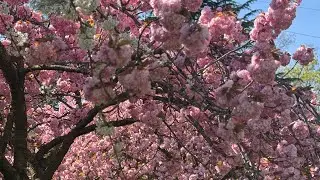 Cherry blossom usa //USA street nature view //Seattle Washington  sharmisthauzzalshorts // nature