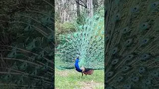 Wild flair&rsquo;s flora #wild flora #wild fauna #wild paladin # peacock 🦚 wandered #wild lacuna #youtube