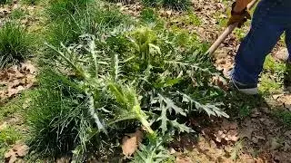 Ancient Chinese art of Yellow Thistle removal