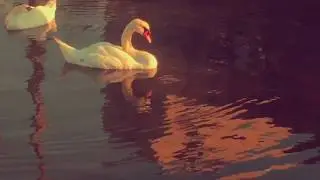 Reclaim Our Water Film Contest Entry - 