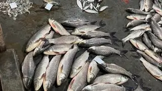 😱Saral  greatest net Fishing video /Amazing Fishing video/Viral/Fishing/Viralvideo/