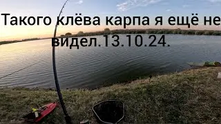 Такого сумасшедшего клёва у меня ещё не было. 13.10.24.
