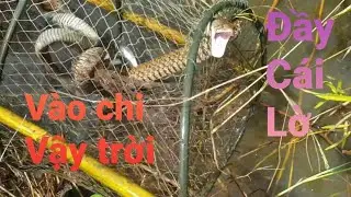 4 con trong một cái lờ sợ thật luôn
