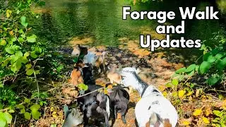 Taking Goats to the River and Talking Property Updates